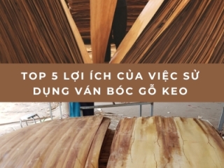 Top 5 lợi ích của việc sử dụng ván bóc gỗ keo