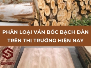 Phân loại ván bóc bạch đàn trên thị trường hiện nay