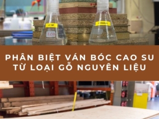 Phân biệt ván bóc cao su và cách chọn mua ván ép chất lượng