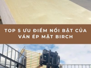 Top 5 Ưu Điểm Nổi Bật Của Ván Ép Mặt Birch Trên Thị Trường